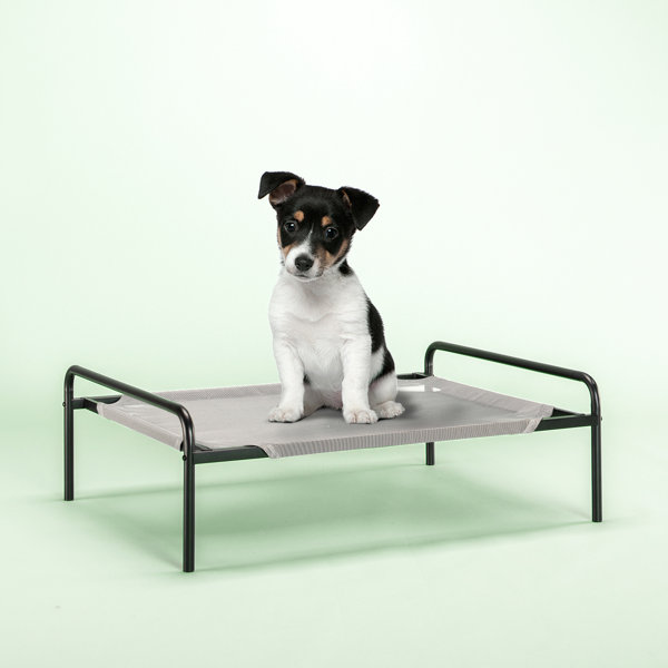 Zinus Elevated Metal Pet Bed Cot & Reviews Wayfair Canada